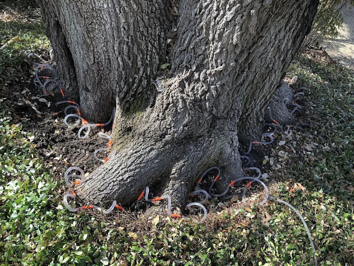 Detailed Tree Cabling and Bracing job site in Newland